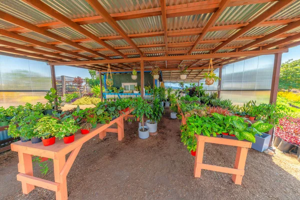 Ποικιλίες φυτών σε τραπέζι μέσα σε ανοικτό καλυμμένο χώρο με χαλύβδινη οροφή και ξύλινα δοκάρια — Φωτογραφία Αρχείου