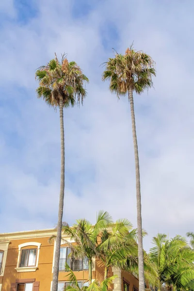 Δύο ψηλοί φοίνικες έξω από το κτίριο στο La Jolla, Καλιφόρνια — Φωτογραφία Αρχείου