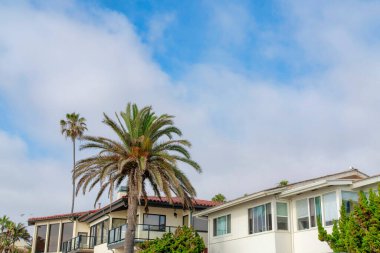 La Jolla, California 'daki yerleşim yerlerinin dışındaki palmiye ağaçları