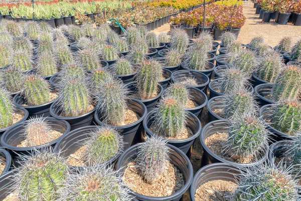 Kolumnowe kaktusy z dużymi kręgosłupami w czarnych doniczkach — Zdjęcie stockowe