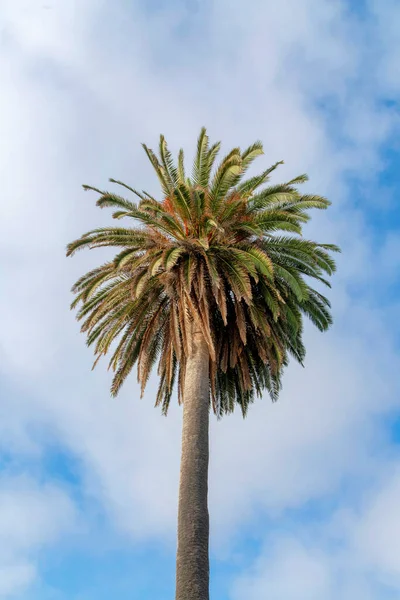 Φοινικόδεντρο σε χαμηλή γωνία στο La Jolla, Καλιφόρνια — Φωτογραφία Αρχείου