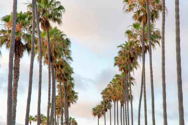 Palmy palmowe Columnar Palmetto w La Jolla w Kalifornii — Zdjęcie stockowe