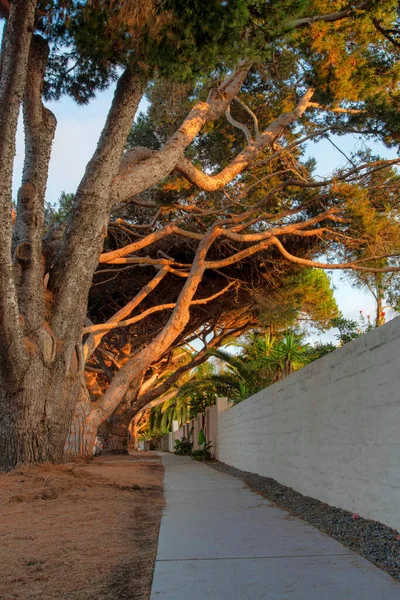 Betonová lávka pod velkými stromy v La Jolla, Kalifornie — Stock fotografie