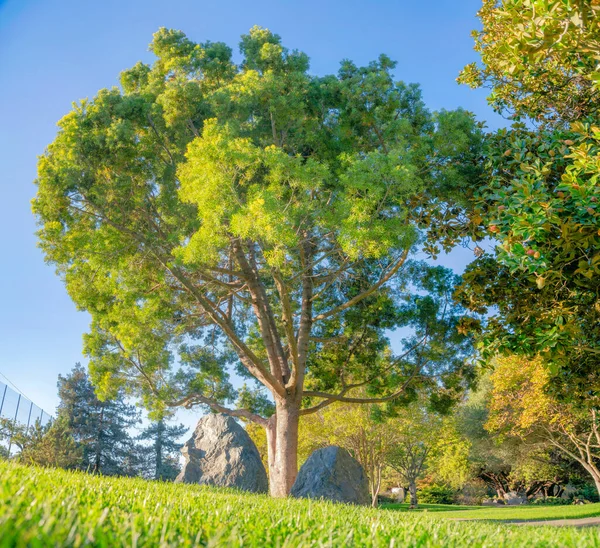 Árbol en medio de dos grandes rocas en un césped en California — Foto de Stock