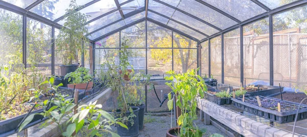 Внутри стеклянной теплицы с растениями и питомниками в Калифорнии — стоковое фото