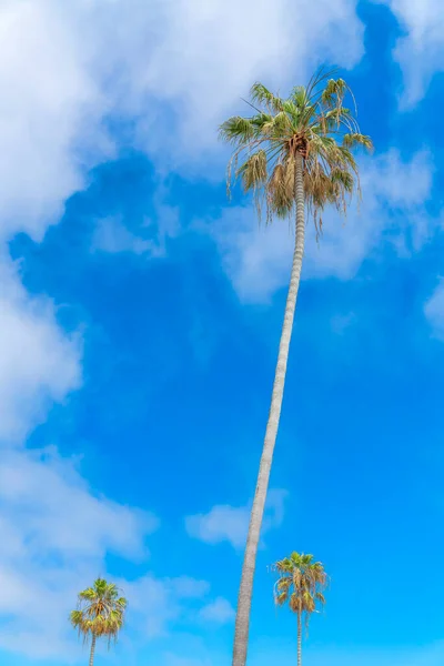 Trzy wysokie palmy w La Jolla, San Diego, Kalifornia — Zdjęcie stockowe