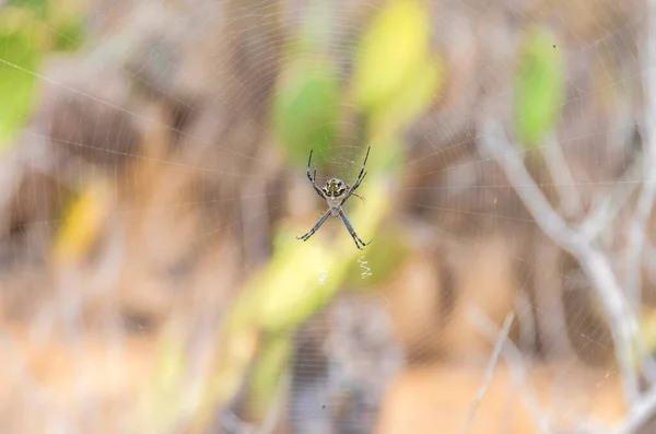 남부 캘 리포오니아 의 라구나 니 구엘 에 있는 거미집에서 거미를 가까이 서 본 모습 — 스톡 사진