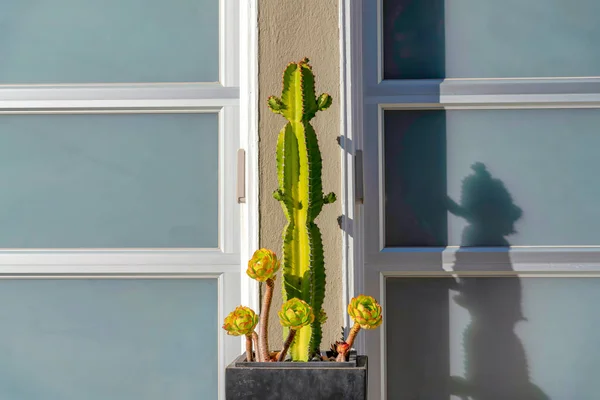 Potted Column Cactus Rosette Succulents San Francisco California Succulents Wall — Stock Photo, Image