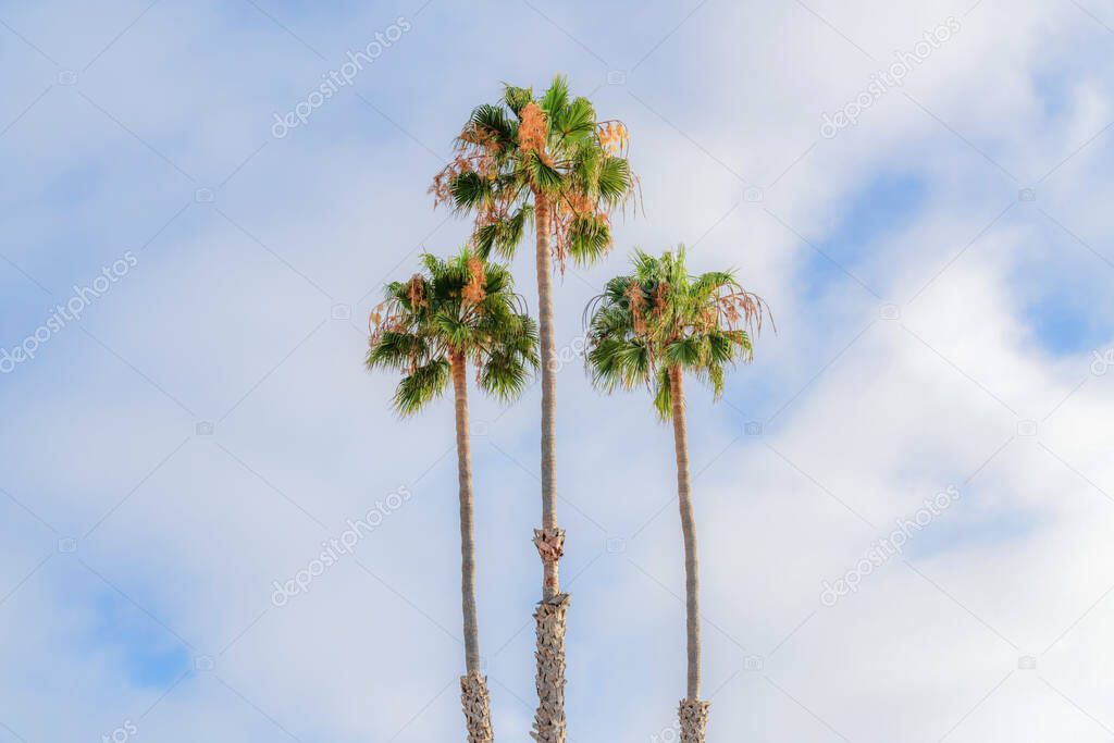 Three palm trees against the cloudy sky in San Clemente, California. View of three tall palm trees in the middle in a low angle view.