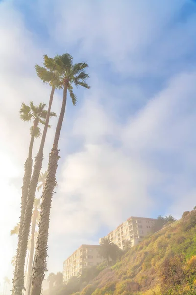 Lange Palmbomen Bij Helling Met Gebouwen San Clemente Californië Links — Stockfoto