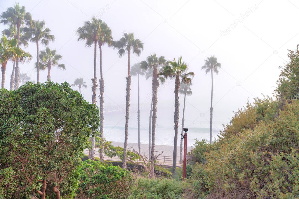 View of a foggy beach of San Clemente in California. High angle view of palm trees near the seashore from a slope with wild plants.