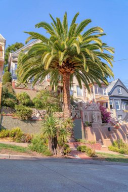 Palmiye ağacı ve süs bitkileri San Francisco, California 'daki yükseltilmiş evlerin dışında. Önünde beton kaldırım ve merdivenli ve parmaklıklı evler var..