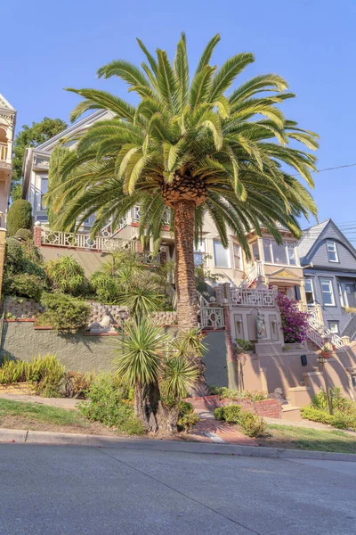 Palmiye ağacı ve süs bitkileri San Francisco, California 'daki yükseltilmiş evlerin dışında. Önünde beton kaldırım ve merdivenli ve parmaklıklı evler var..