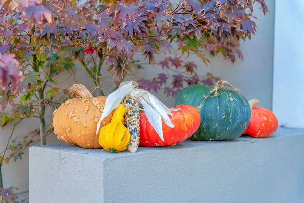 San Francisco, Kaliforniya 'da beton bir yüzey üzerinde çeşitli balkabakları ve bir mısır. Arka planda çalılıklara ve bina duvarlarına karşı dekorasyonlar.