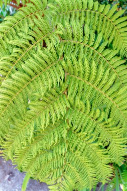 San Francisco, California 'da büyük bir eğreltiotu yapraklarının yakın çekimi. Taze eğreltiotu yaprağı yüksek açılı bir görünüm altında yere karşı.