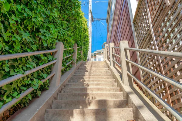 Outdoor concrete staircase with metal railings in a residential area at San Francisco, California. There is a wall on the left covered with fresh vines across the wooden fence and wall on the right.