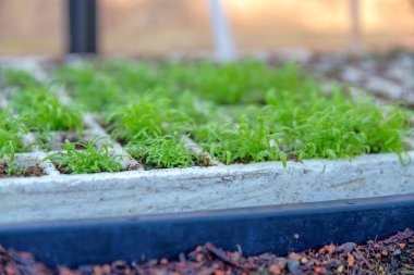 San Francisco, Kaliforniya 'da köpük tohum tepsisinde filizler. Yapraklı taze yeşil lahanaların seçici odak noktası yerdeki köpük tepsisi üzerinde..