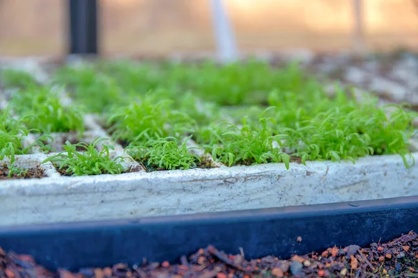 San Francisco, Kaliforniya 'da köpük tohum tepsisinde filizler. Yapraklı taze yeşil lahanaların seçici odak noktası yerdeki köpük tepsisi üzerinde..