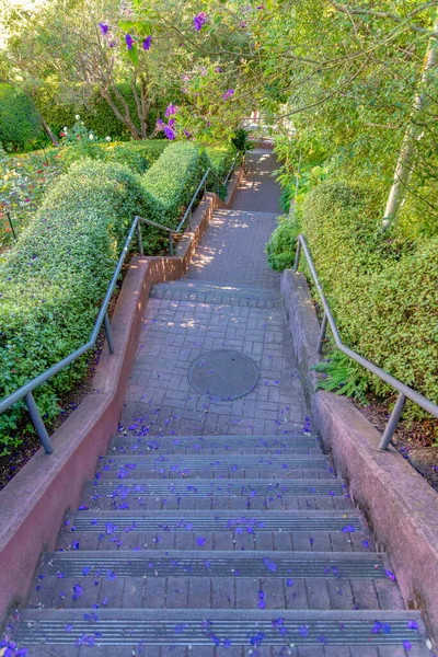 Outdoor stairs with metal handrails and fallen petals on the concrete steps. Park in San Francisco, California with topiary bushes and trees at the side of the stairs.