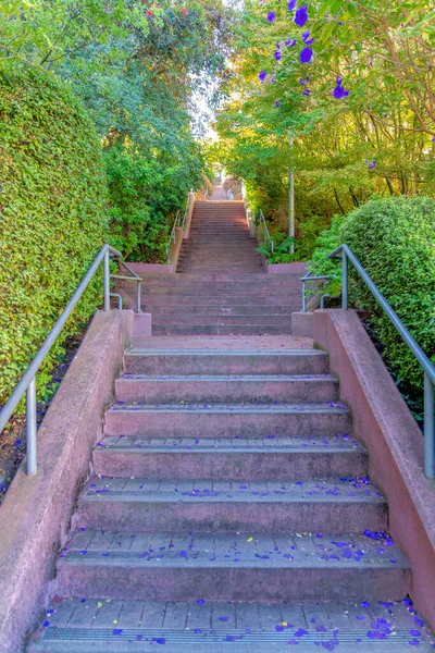 Прямая Бетонная Лестница Опавшими Лепестками Цветущих Деревьев Сан Франциско Калифорния — стоковое фото