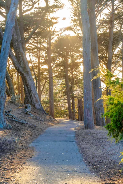 加州旧金山森林中央的水泥小路 清澈的自然小径 在夕阳的天空映衬下俯瞰着高大的树木 — 图库照片