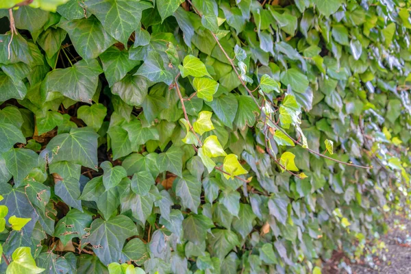 Hojas Verdes Frescas Una Pared Vid San Francisco California Enfoque —  Fotos de Stock