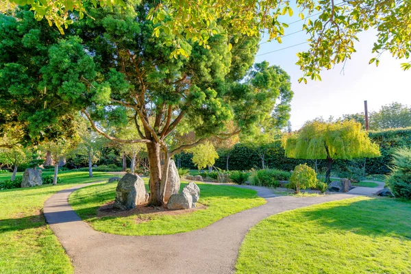 加州圣何塞市日本友谊花园水泥人行道中间的一棵树 背景上有绿色的草坪 树木和藤墙 — 图库照片
