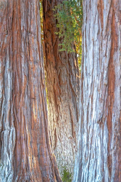 カリフォルニア州サンノゼの日本友好庭園にある大きな木の幹 上奥には大きな木の幹が3本 新緑の葉が見えます — ストック写真