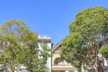 San Francisco, California 'da mahallenin önünde büyük ağaçlar var. Evlere karşı yemyeşil ağaçlar ve arka planda açık mavi gökyüzü..