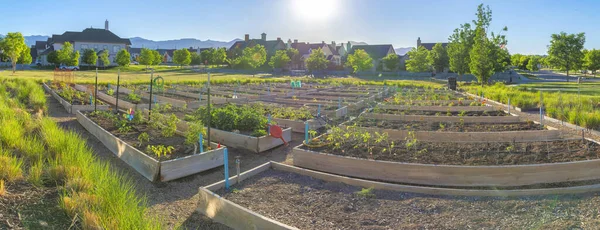 Community garden in the middle of a field with trees at Daybreak, South Jordan, Utah. There are garden beds with wood planks wall against the view of the houses and street at the back.