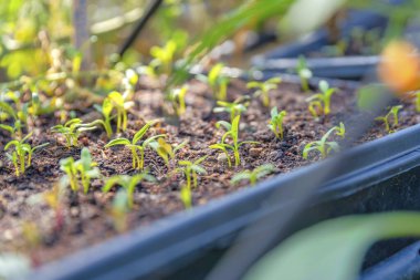 California 'da San Francisco' da filizlenmiş. Bir grup başlangıç tohumunun yakın plan görüntüsü, bulanık arkaplanlı, siyah bir kreş tepsisine ekilmiş..