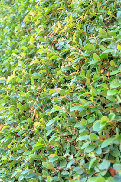 Close-up of a wall with green vines at San Francisco, California. Exterior of a wall covered with fresh green leaves of a crawling plants.