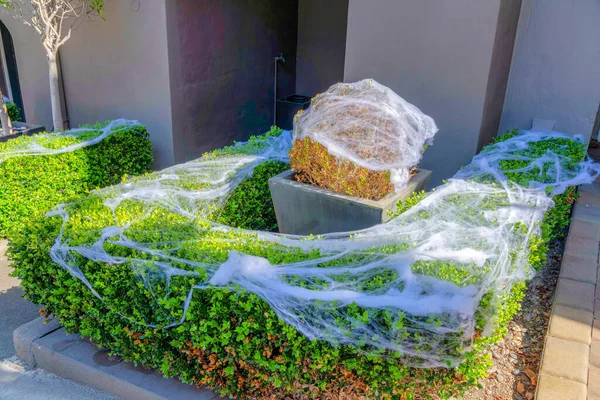 San Francisco, California 'daki çalılıklarda sahte ağlar. Arkasında musluk manzaralı beton gri bir binanın duvarının yanındaki budanmış çalılar..