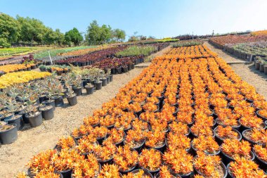 Rows of orange jelly bean sedum succulent plants with red margins on the foliage. Large field of potted colorful succulent plants with walkways in between.