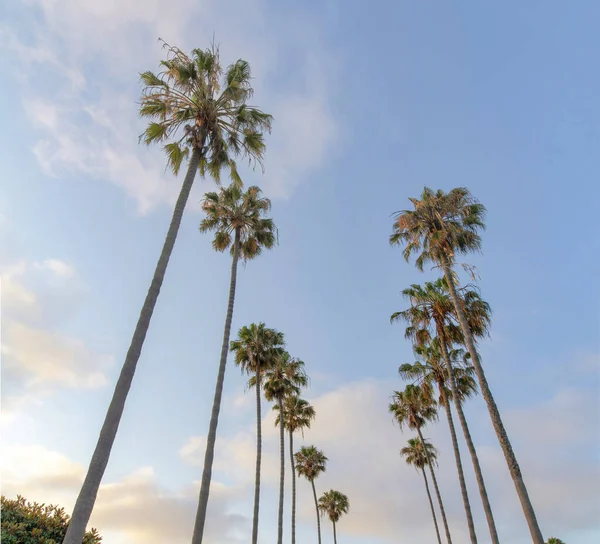 Χαμηλή Οπτική Γωνία Των Φοινικόδεντρων Στο Jolla Στην Καλιφόρνια Στήλες — Φωτογραφία Αρχείου