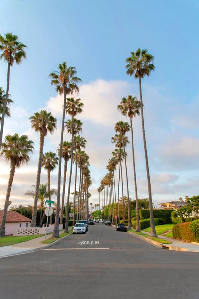 Road Jolla California Columnar Tall Palm Trees Front Residential Area — Zdjęcie stockowe