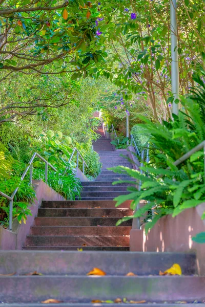 Long Concrete Staircase Outdoor Nature Park San Francisco California Plants — 图库照片