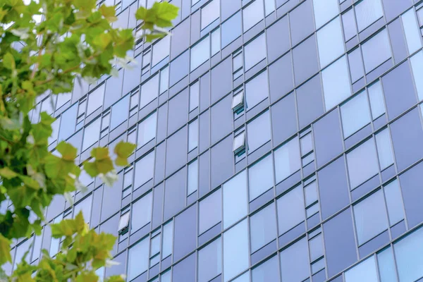 Glass building with awning windows at the Silicon Valley, San Jose, California. There is a view of fresh green leaves of a tree on the left against the glass window at the back.