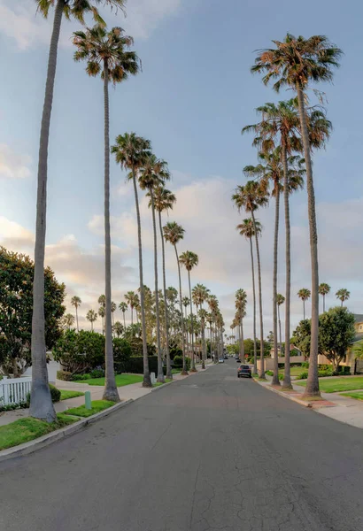 Street Neighborhood Columnar Palm Trees Side Jolla California Quiet Neighborhood — Stock Photo, Image