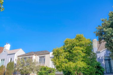 Trees outside the row of houses in the suburbs of San Francisco, California. There are trees at the front covering the houses at the back against the clear blue sky.