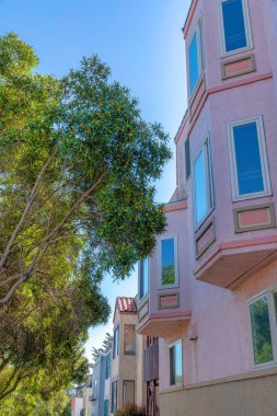 Columnar trees at the front of houses in San Francisco, California. There are houses on the right starting with the house with bay windows across the trees on the left.