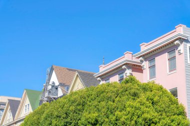 Big green lush leaves of a tree at the front of residential house buildings in San Francisco, CA. There is a view of the peaks of houses with different structures against the clear sky.