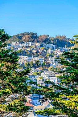 Two pine trees at Kate Hill park against the view of residential area on a slope in San Francisco. There are pine trees on both sides and a view of residential buildings in the middle.