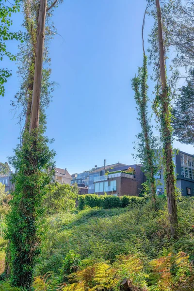 View of large houses from a forest with wild plants and trees with vines at San Francisco, CA. There are wild plants and trees at the front and a view of houses at the back against the clear sky.