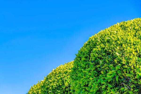 Fresh green leaves of topiary trees in San Francisco, California. Perfectly cut leaves of columnar trees against the clear blue sky background.