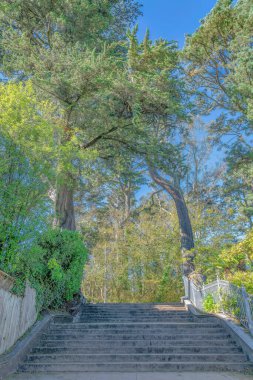 Perron staircase against the large trees- San Francisco, California. Large outdoor stairs with iron fence on the right and concrete wall on the left heading to the trees at the back.