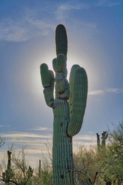 Saguaro cactus against the sun and dim sky background- Tucson, Arizona. Low angle view of a towering saguaro cactus in on a slope with wild shrubs.