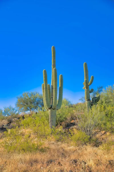Two Saguaro Cactuses Slope Tucson Arizona Tall Cactuses Hill Slope — Stockfoto