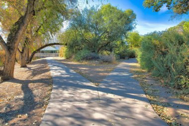 Y-shaped concrete pathways at Sweetwater Wetlands in Tucson, Arizona. There is a path on the left with trees on the side leading to a gazebo and a path on the right with wild shrubs on the side.