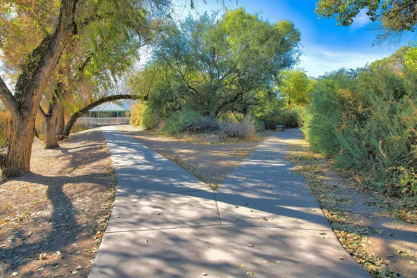 Y-shaped concrete pathways at Sweetwater Wetlands in Tucson, Arizona. There is a path on the left with trees on the side leading to a gazebo and a path on the right with wild shrubs on the side.